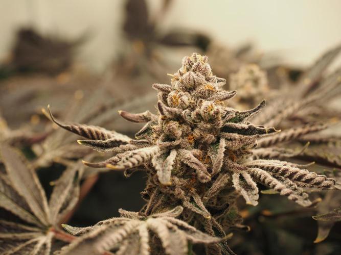 Last Dance - Wizard Trees. Week 12 - Harvest Day