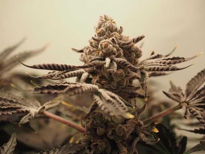 Last Dance - Wizard Trees. Week 12 - Harvest Day