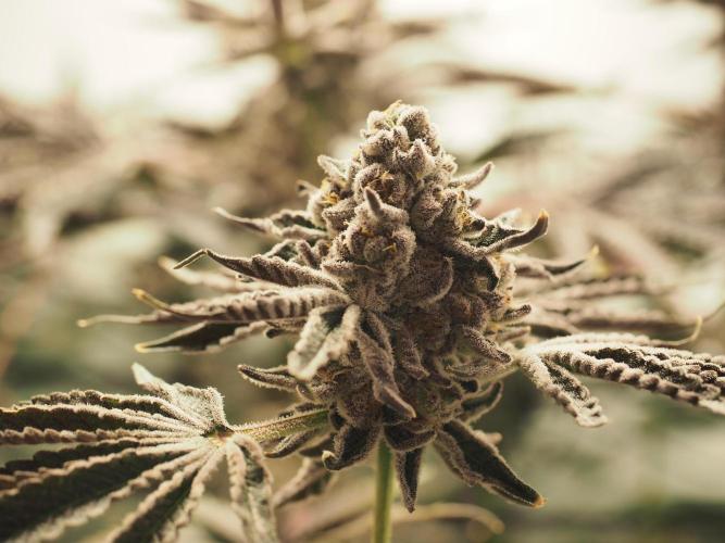 Last Dance - Wizard Trees. Week 12 - Harvest Day