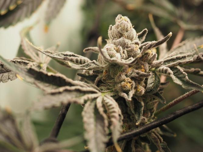 Last Dance - Wizard Trees. Week 12 - Harvest Day