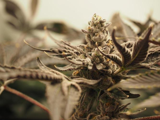 Last Dance - Wizard Trees. Week 12 - Harvest Day