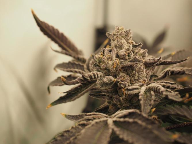 Last Dance - Wizard Trees. Week 12 - Harvest Day