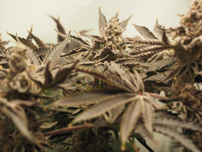 Last Dance - Wizard Trees. Week 12 - Harvest Day