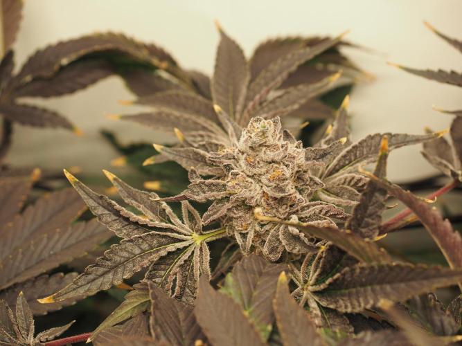 Last Dance - Wizard Trees. Week 12 - Harvest Day