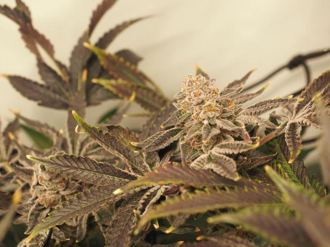 Last Dance - Wizard Trees. Week 12 - Harvest Day