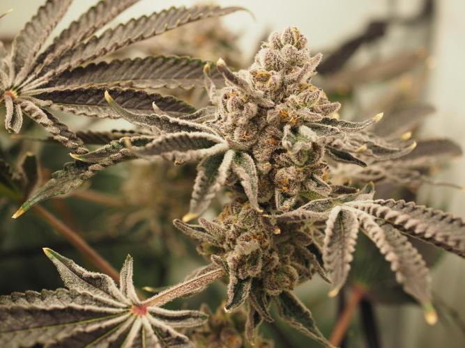 Last Dance - Wizard Trees. Week 12 - Harvest Day