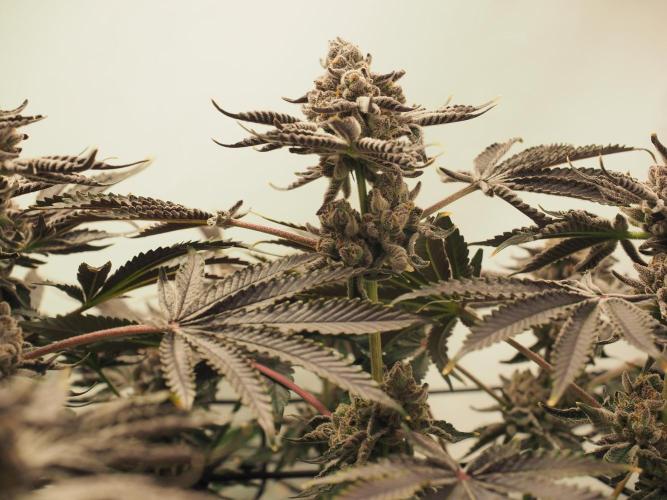 Last Dance - Wizard Trees. Week 12 - Harvest Day