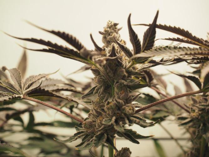 Last Dance - Wizard Trees. Week 12 - Harvest Day