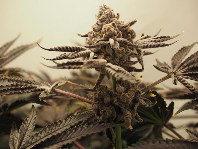 Last Dance - Wizard Trees. Week 12 - Harvest Day