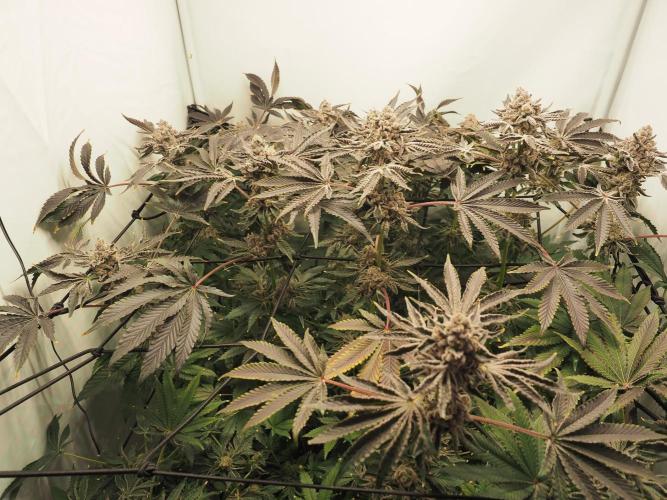 Last Dance - Wizard Trees. Week 12 - Harvest Day