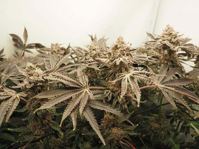 Last Dance - Wizard Trees. Week 12 - Harvest Day