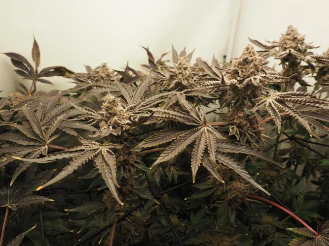 Last Dance - Wizard Trees. Week 12 - Harvest Day