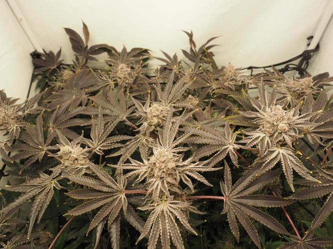 Last Dance - Wizard Trees. Week 12 - Harvest Day