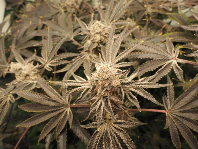 Last Dance - Wizard Trees. Week 12 - Harvest Day