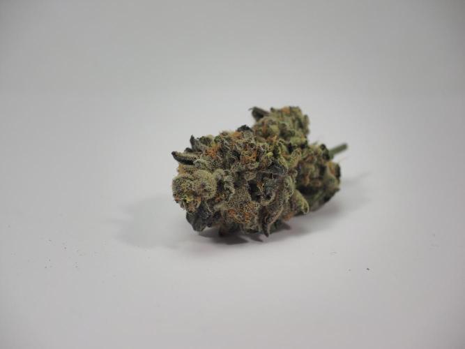 Last Dance - Wizard Trees. Week 12 - No Sell (#2)