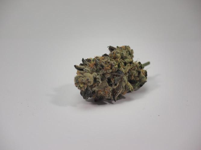 Last Dance - Wizard Trees. Week 12 - No Sell (#2)