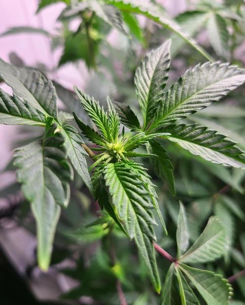 Sherbzooka #5 Apple Wood Pie / 2nd Run. Week 2 - 05.12.2025