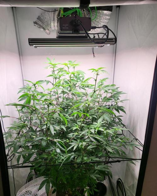 Sherbzooka #5 Apple Wood Pie / 2nd Run. Week 2 - 05.12.2025