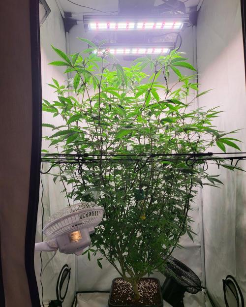 Sherbzooka #5 Apple Wood Pie / 2nd Run. Week 2 - 05.12.2025