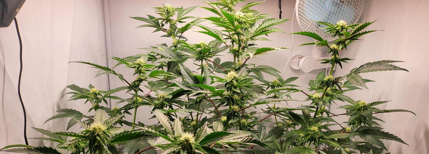 Sherbzooka-Apple Wood Pie - Wizard Trees. Week 4 - 14.12.2025