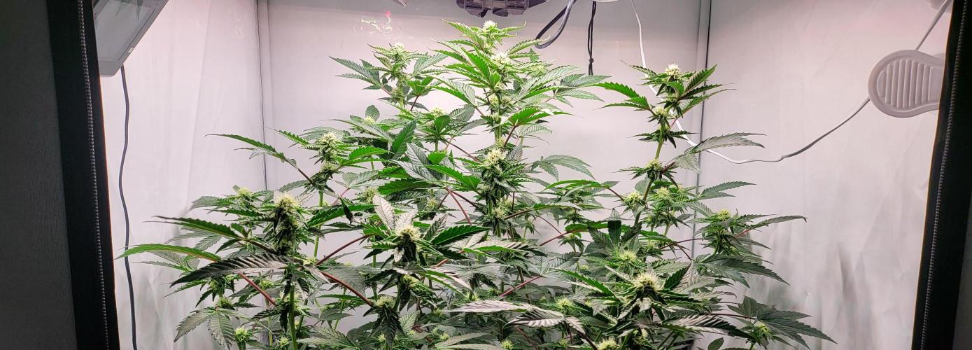 Sherbzooka-Apple Wood Pie - Wizard Trees. Week 4 - 17.12.2025