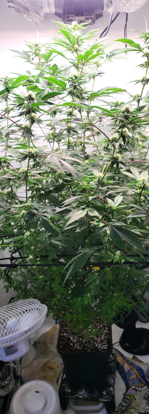 Sherbzooka-Apple Wood Pie - Wizard Trees. Week 4 - 17.12.2025