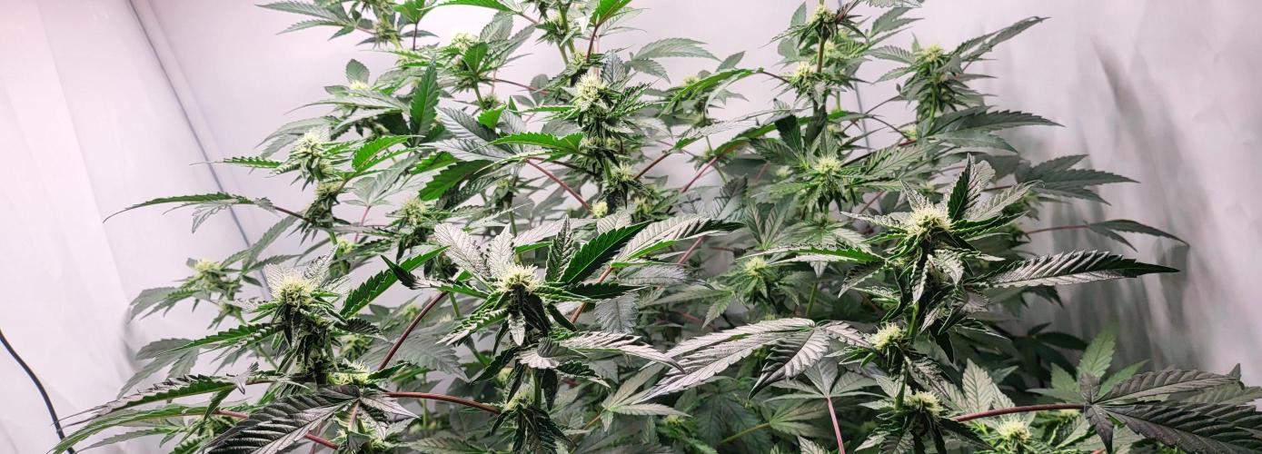 Sherbzooka-Apple Wood Pie - Wizard Trees. Week 4 - 17.12.2025