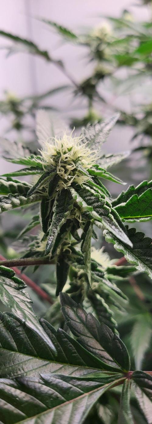 Sherbzooka-Apple Wood Pie - Wizard Trees. Week 4 - 17.12.2025