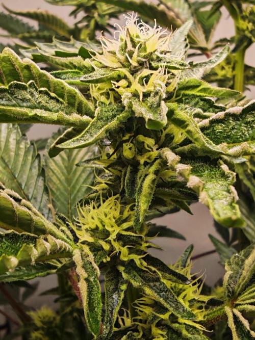 Sherbzooka-Apple Wood Pie - Wizard Trees. Week 4 - 18.12.2025