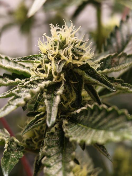 Sherbzooka-Apple Wood Pie - Wizard Trees. Week 4 - 20.12.2025
