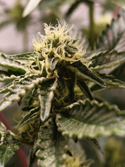 Sherbzooka-Apple Wood Pie - Wizard Trees. Week 5 - 20.12.25