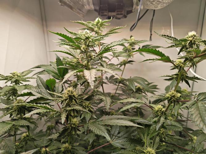 Sherbzooka-Apple Wood Pie - Wizard Trees. Week 5 - 20.12.25