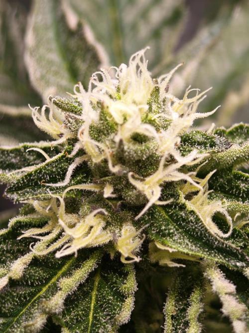 Sherbzooka-Apple Wood Pie - Wizard Trees. Week 5 - 20.12.25
