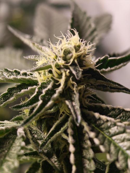 Sherbzooka-Apple Wood Pie - Wizard Trees. Week 5 - 23.12.25