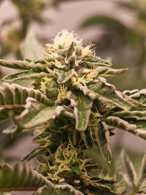 Sherbzooka-Apple Wood Pie - Wizard Trees. Week 5 - 23.12.25