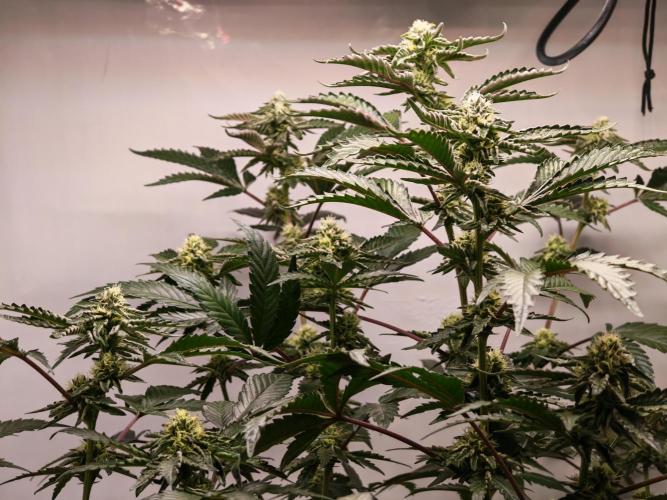 Sherbzooka-Apple Wood Pie - Wizard Trees. Week 5 - 23.12.25