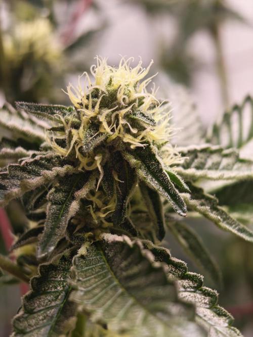 Sherbzooka. Week 5