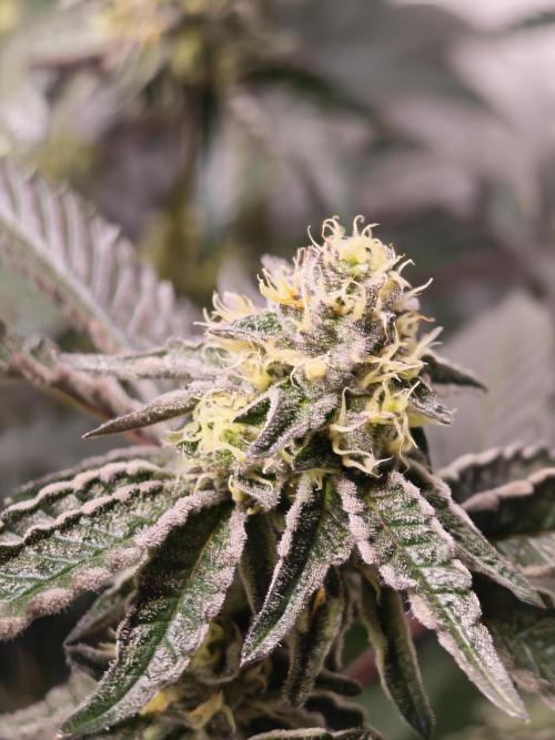 Sherbzooka-Apple Wood Pie - Wizard Trees. Week 6 - 30.12.25