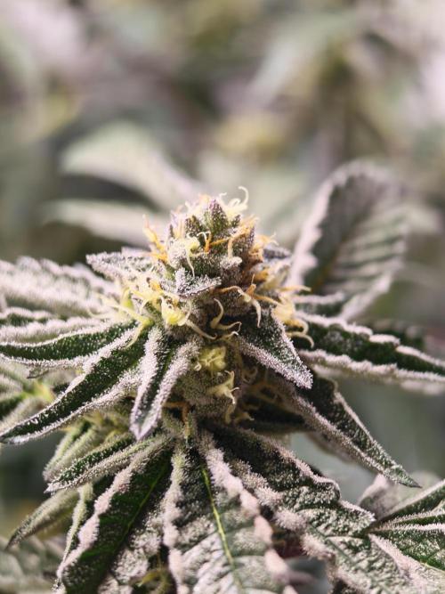 Sherbzooka-Apple Wood Pie - Wizard Trees. Week 6 - 30.12.25