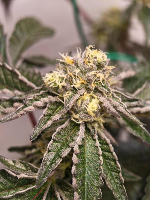 Sherbzooka-Apple Wood Pie - Wizard Trees. Week 6 - 30.12.25
