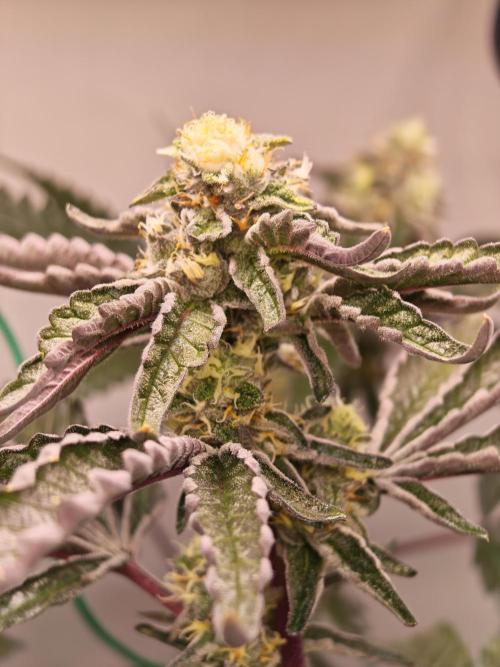 Sherbzooka-Apple Wood Pie - Wizard Trees. Week 6 - 30.12.25