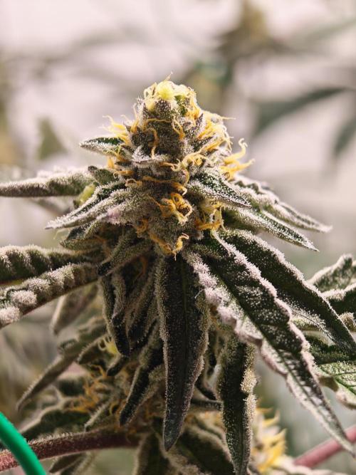 Sherbzooka-Apple Wood Pie - Wizard Trees. Week 6 - 02.01.25