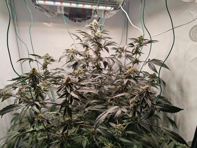 Sherbzooka. Week 6