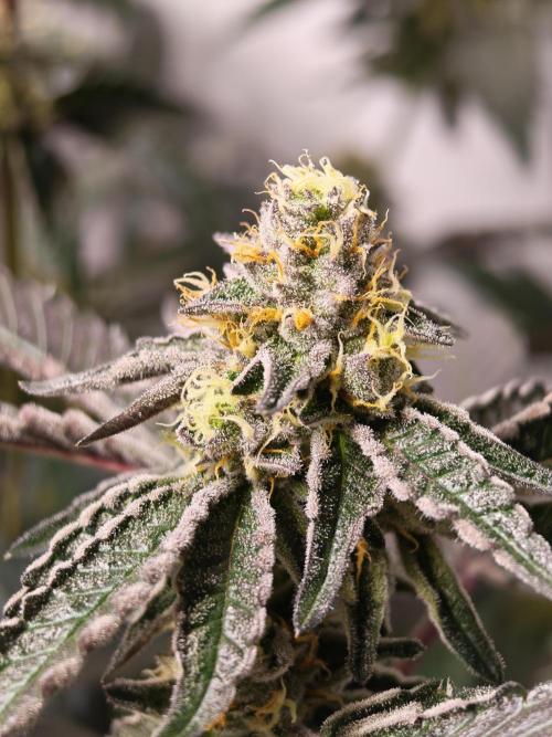 Sherbzooka-Apple Wood Pie - Wizard Trees. Week 7 - 03.01.26