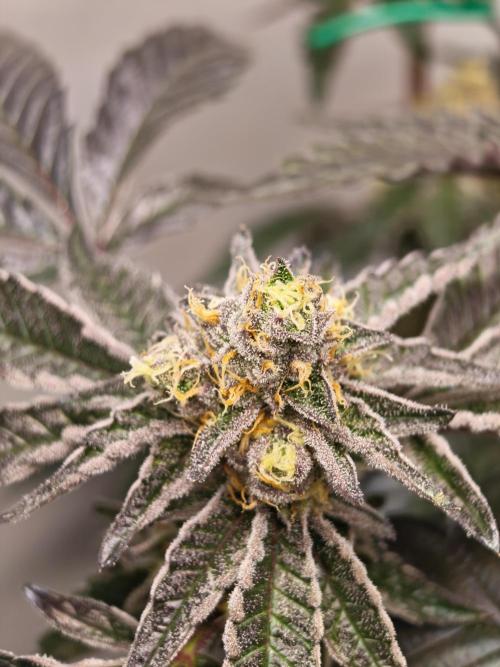 Sherbzooka-Apple Wood Pie - Wizard Trees. Week 7 - 03.01.26