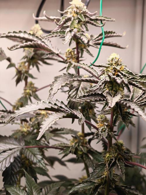 Sherbzooka-Apple Wood Pie - Wizard Trees. Week 7 - 03.01.26