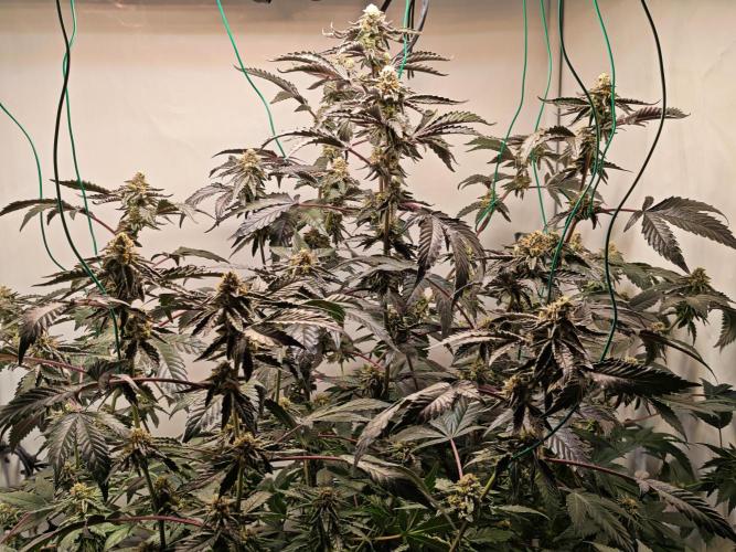 Sherbzooka-Apple Wood Pie - Wizard Trees. Week 7 - 03.01.26
