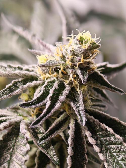 Sherbzooka-Apple Wood Pie - Wizard Trees. Week 7 - 03.01.26