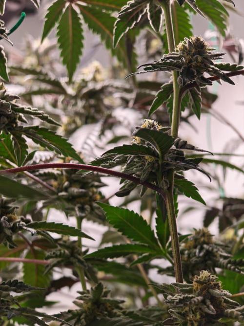 Sherbzooka-Apple Wood Pie - Wizard Trees. Week 7 - 03.01.26