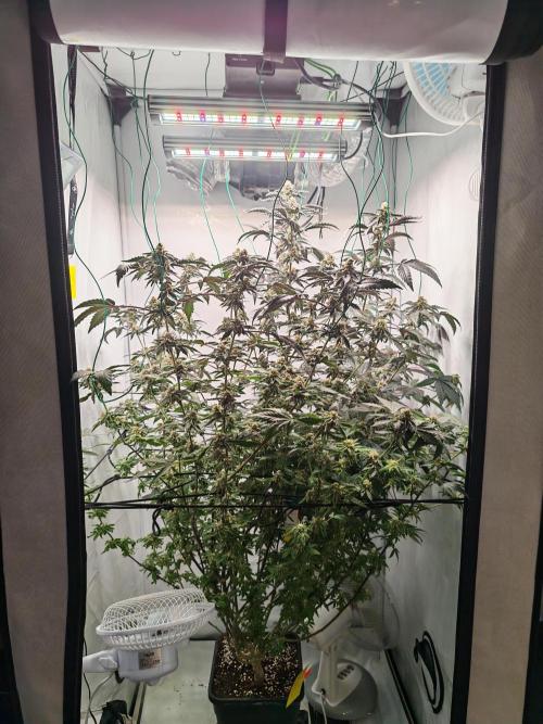 Sherbzooka-Apple Wood Pie - Wizard Trees. Week 7 - 05.01.26